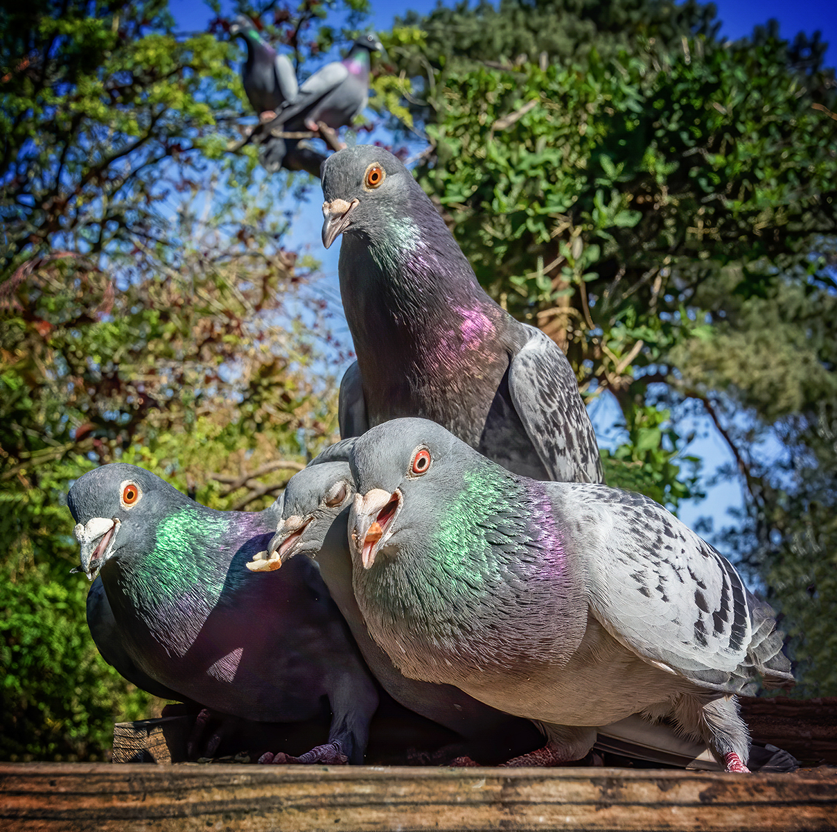 1st Place - Ian Mears - Pigeons